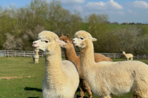 23rd August  @ 3pm <br />Pilates with Alpacas
