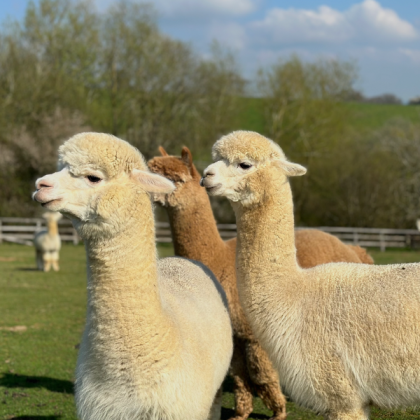 23rd August  @ 3pm <br />Pilates with Alpacas